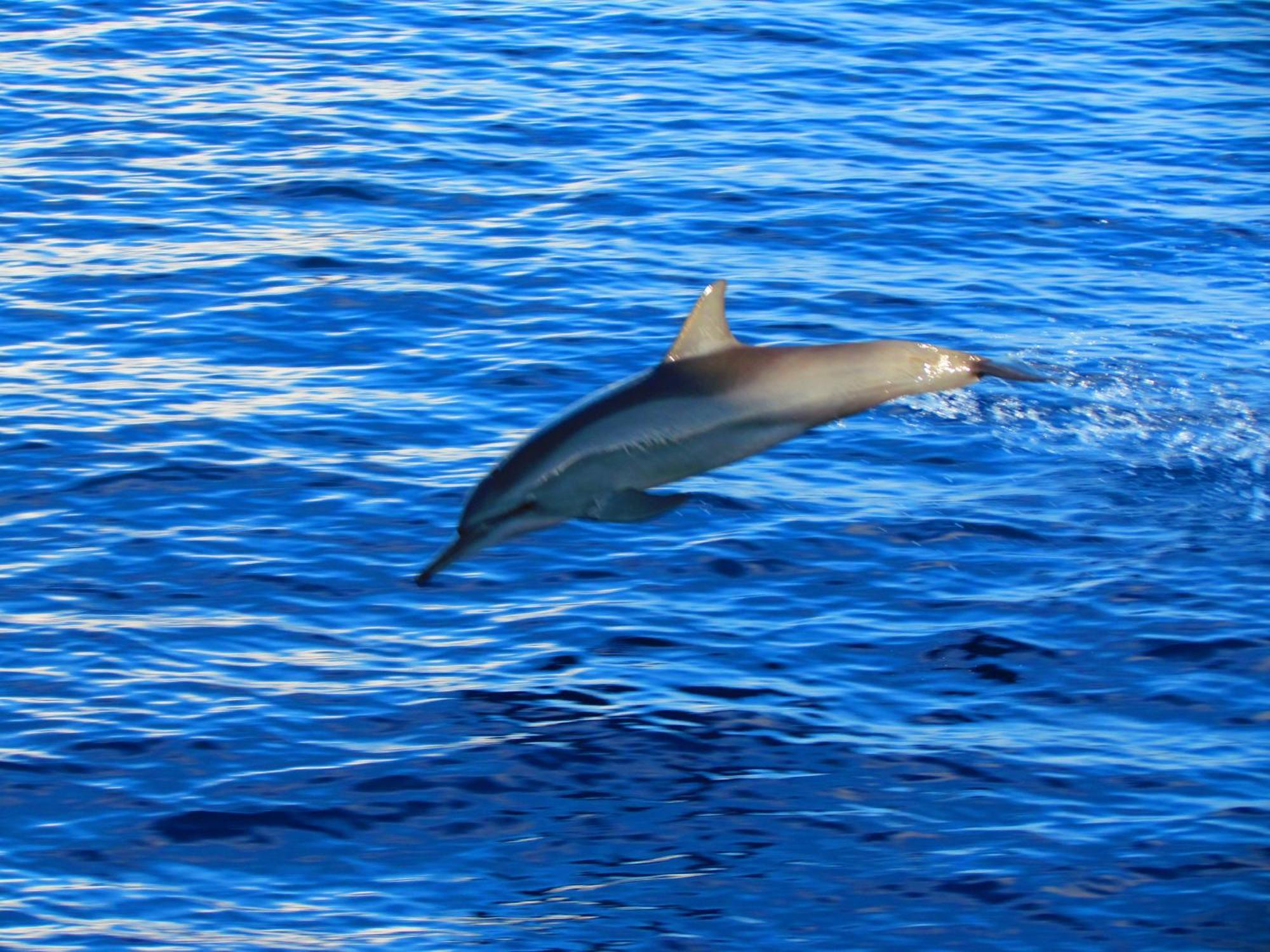 Blue Wave Guest House Maldives Kudahuvadhoo Extérieur photo